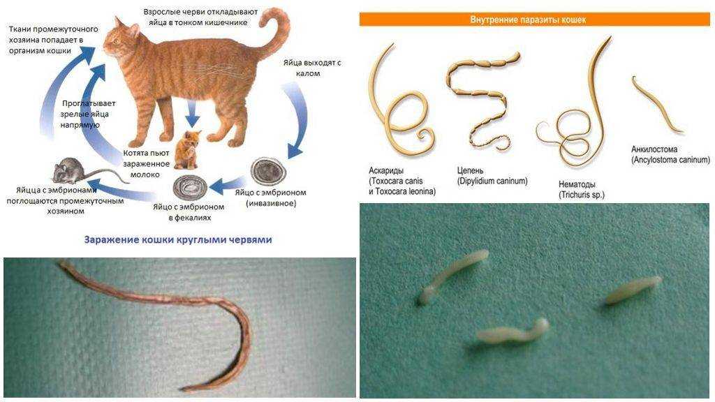 Гельминтоз – очень распространенное заболевание у животных. Глисты встречаются даже у тех, кошек, которые питаются промышленным кормом и не выходят из квартиры.