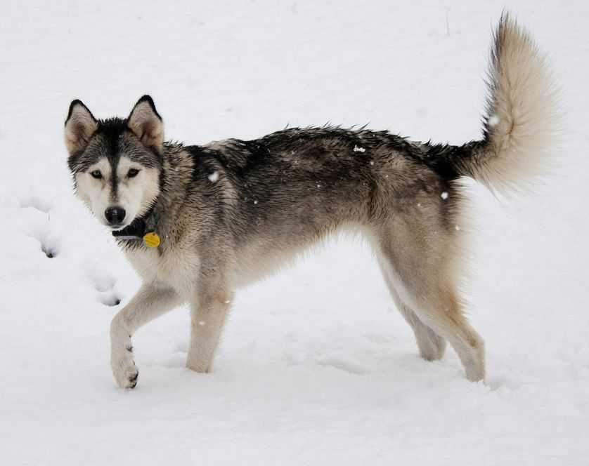 Сахалинский хаски (42 фото): описание породы собак, выращивание сахалинской лайки