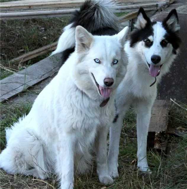 Якутская лайка: описание породы, характер, фото | все о собаках