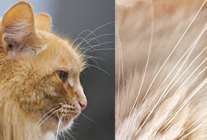 5 причин, почему ломаются усы у котов, кошек или котят: причины выпадения и профилактика