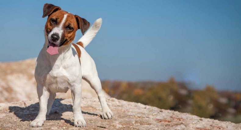 Джек-рассел-терьер фото, описание породы и особенности, цена щенка, отзывы
