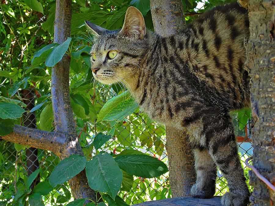 Калифорнийская сияющая кошка - описание породы, как приобрести калифорнийского котенка