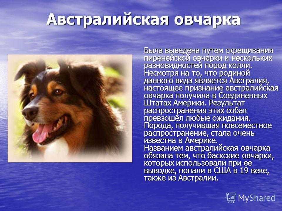 Пиренейская горная собака 🐶 фото, описание, характер, факты, плюсы, минусы собаки ✔
