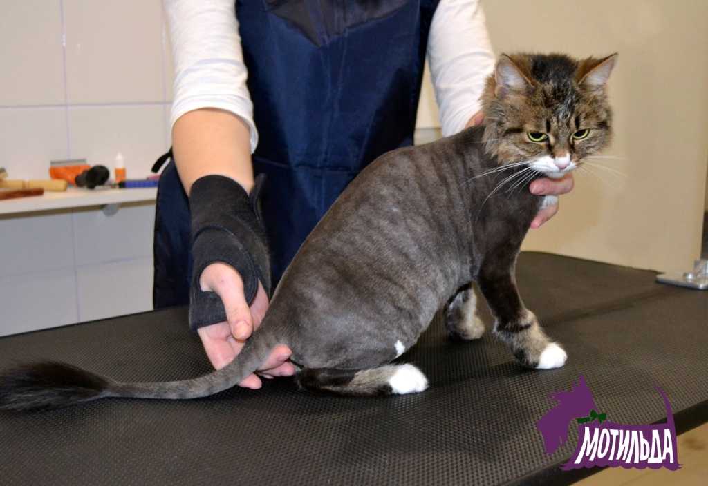 Как подстричь кота дома машинкой для человека