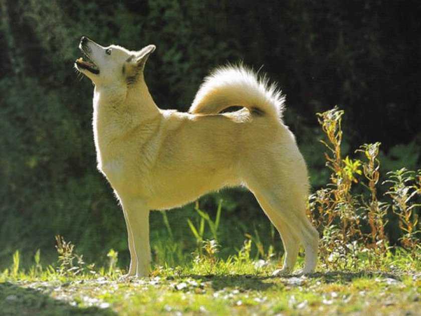 Собака норвежский элкхаунд: фото, особенности характера и история породы