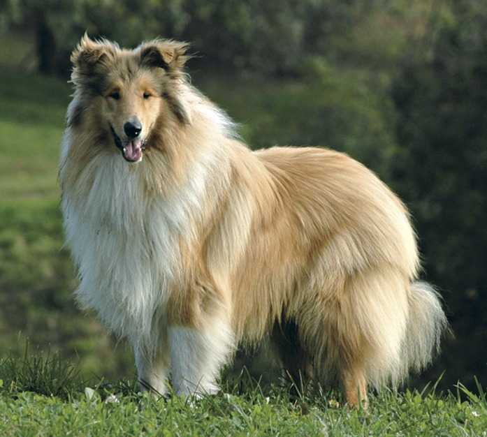 Длинношерстные породы собак: описание, популярные породы.