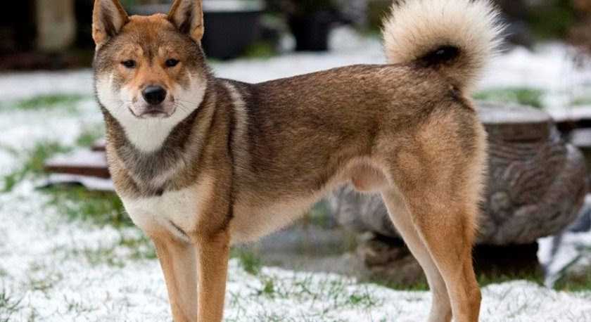 Популярные японские породы сторожевых и домашних собак