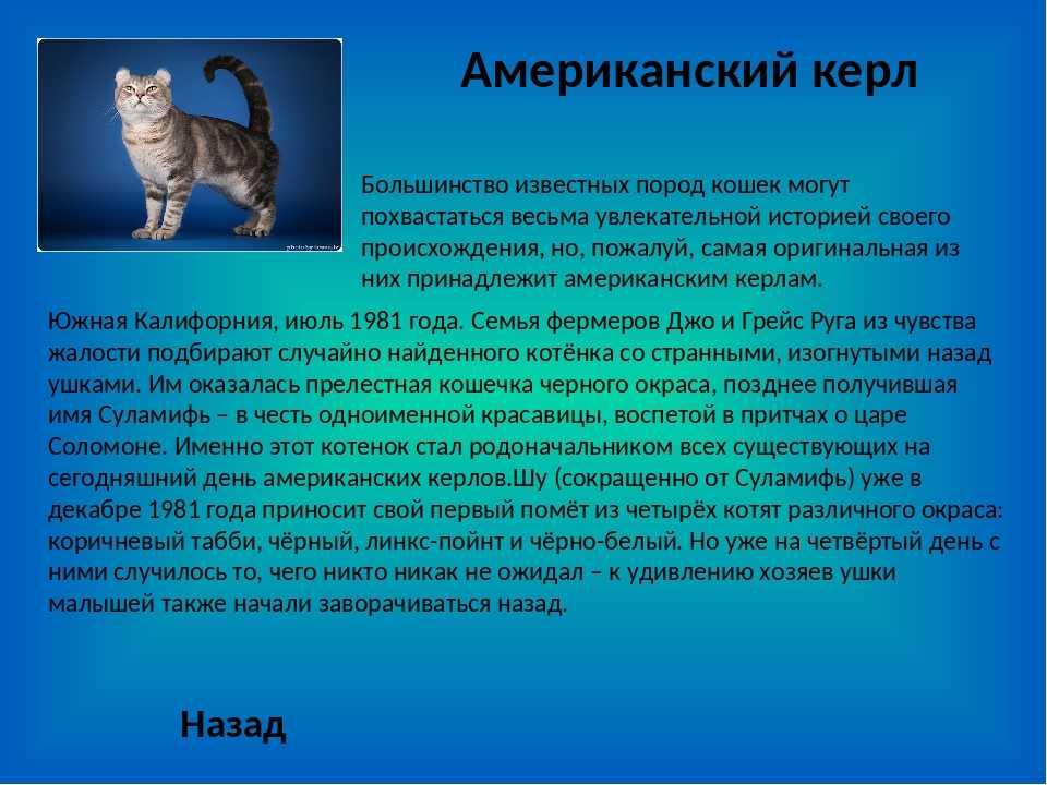 Американская жесткошерстная кошка: описание породы