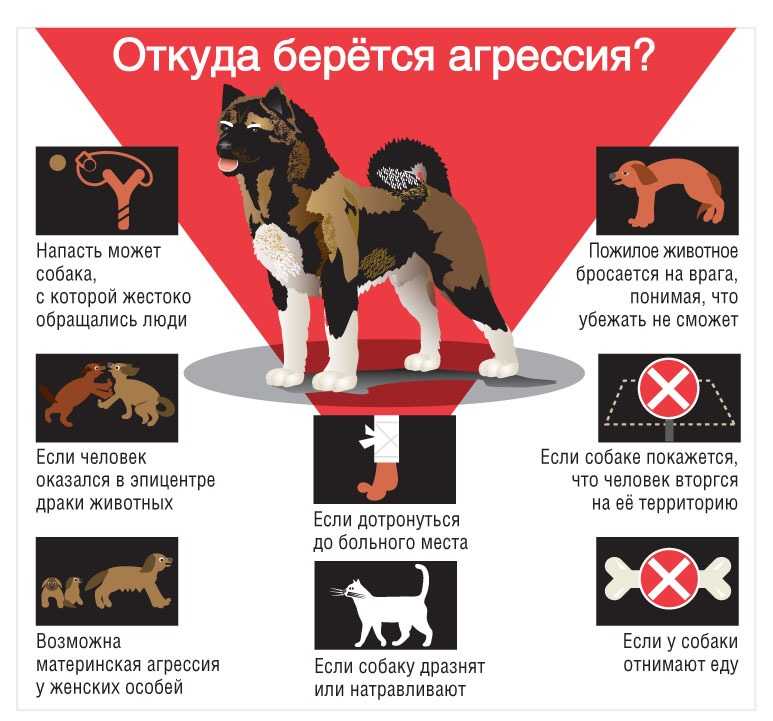 Инструкции и правила самообороны, что делать при нападении стаи, самые опасные породы собак: разбираем внимательно