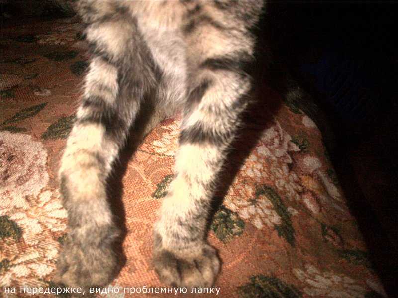 Кошка хромает на задние лапы без видимых повреждений, что делать