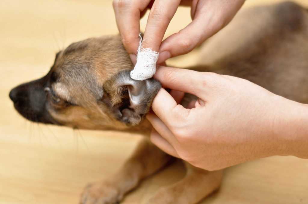 Препарат останавливающий кровотечение у собаки