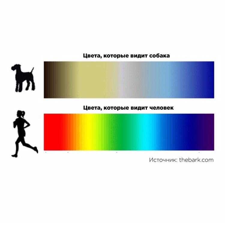 Как видят собаким мир и какие цвета различают