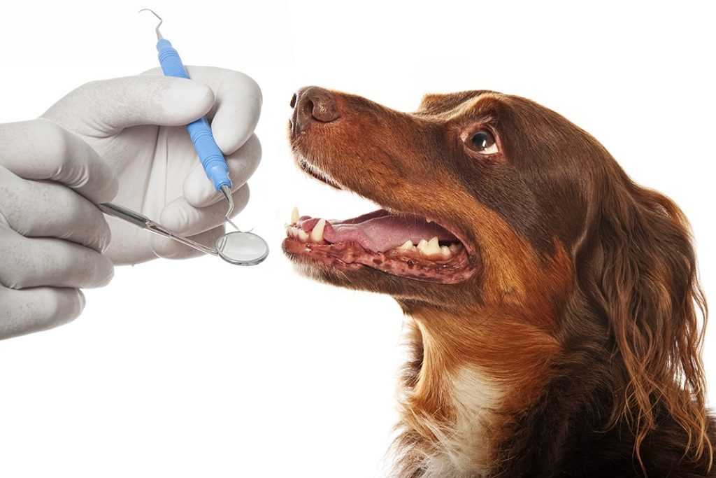 Зубной камень у собак - удаление зубного камня, чистка зубов у собак  в москве. ветеринарная клиника "зоостатус"