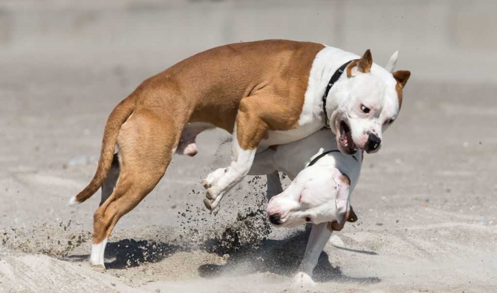 Самые опасные собаки в мире - топ 10, название пород с фото, описание случаев нападения на человека