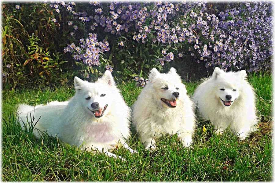 Американский эскимосский шпиц: фото собаки и сколько стоит карликовый или той