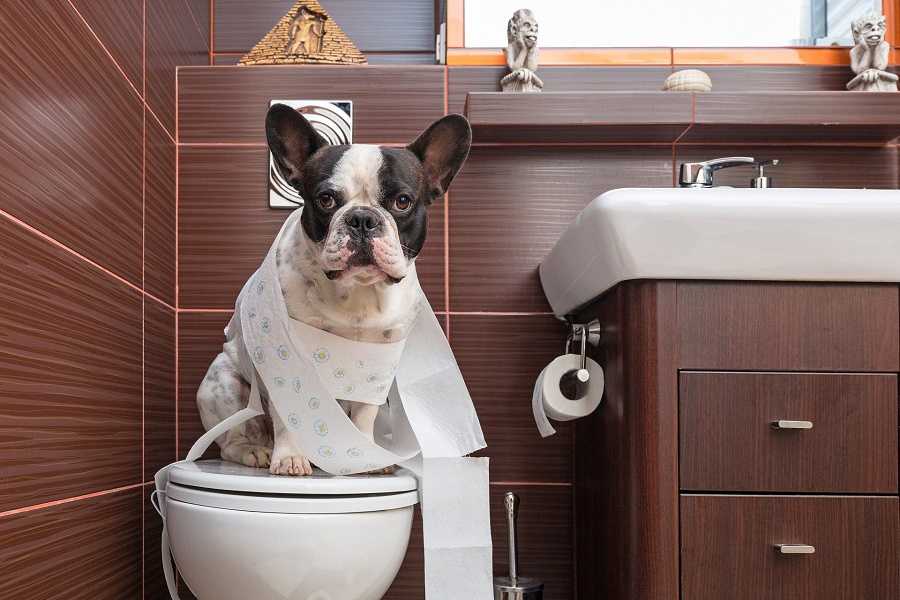 Туалет для собак: какой выбрать