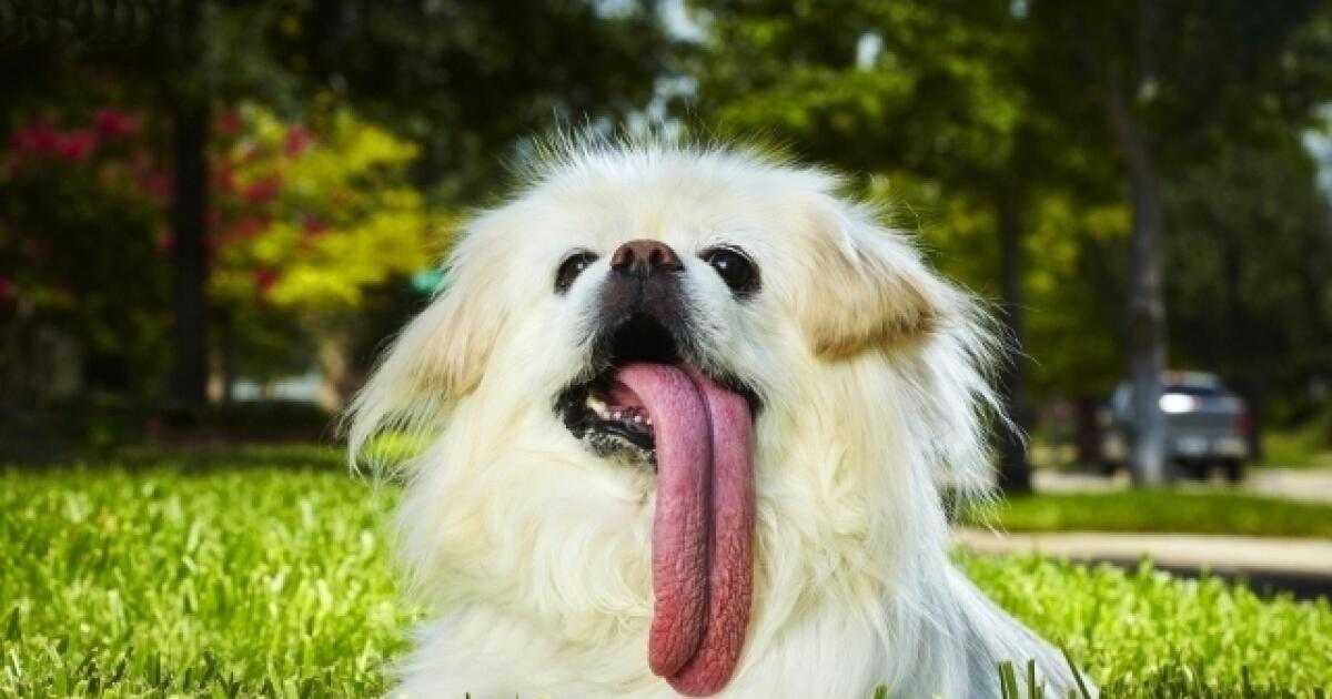 У собаки вываливается язык на бок