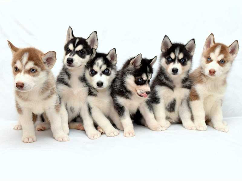 Сибирский хаски: сколько стоит породистая собака