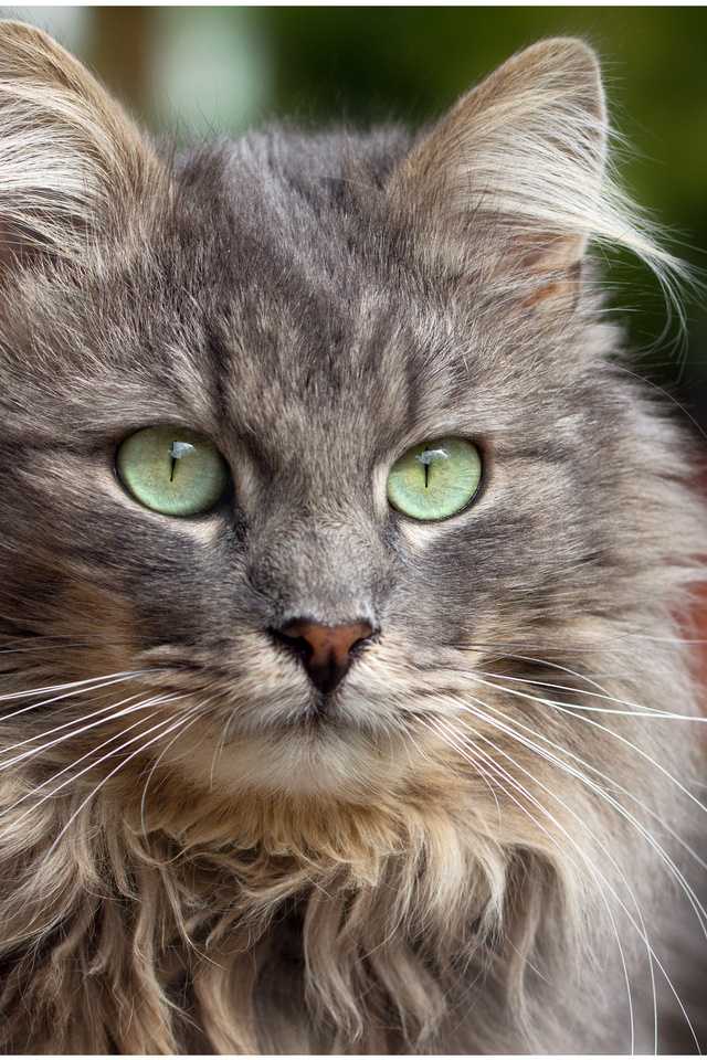 Рыжие породы кошек с зелеными глазами какие они