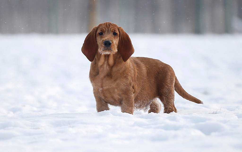 Рыжий бретонский бассет - порода собак: описание, фото, история, содержание и дрессировка, болезни бассетов