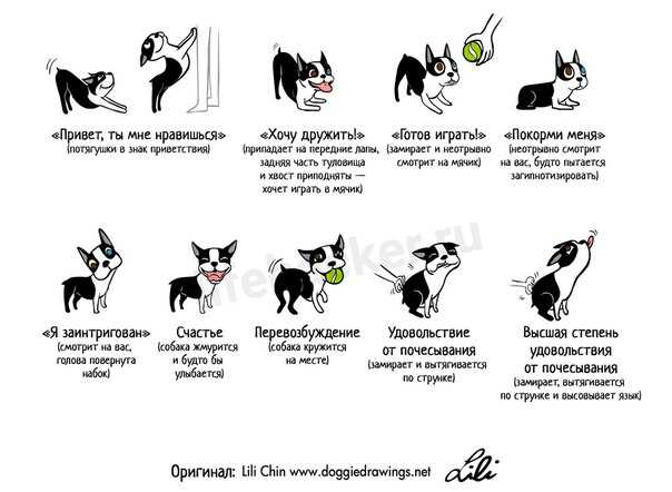 Топ 10 интересных трюков для любых собак: видео обучение