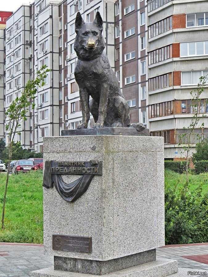 Самые известные памятники собакам