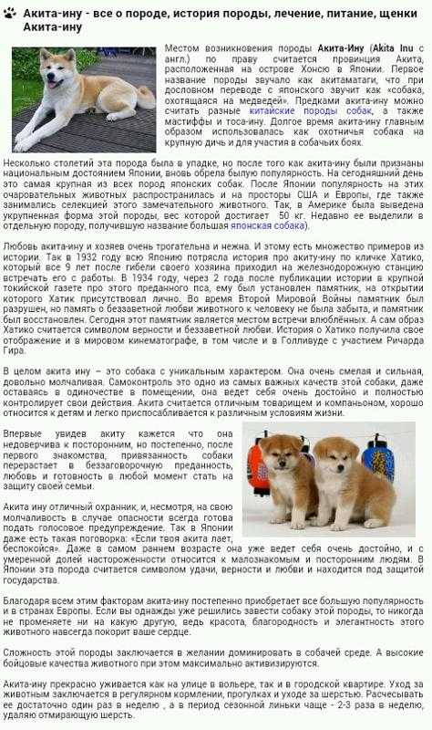 Тайский риджбек: фото собаки, цена щенков, характер, факты. советы по воспитанию, кормлению и дрессировке