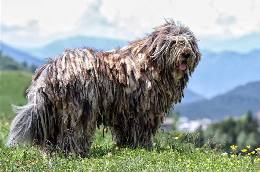 Бергамская овчарка: описание породы собак, цена, щенки