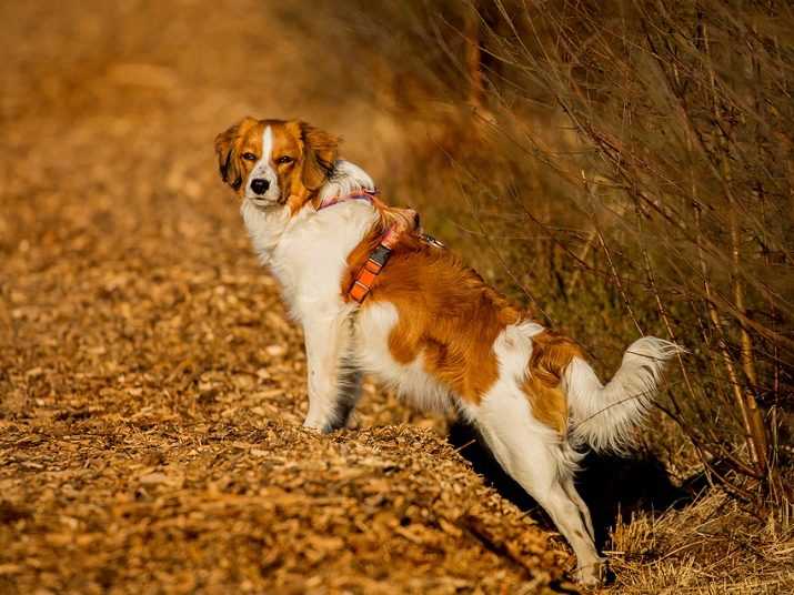 Коикерхондье собака. описание, особенности, цена, уход и содержание породы коикерхондье