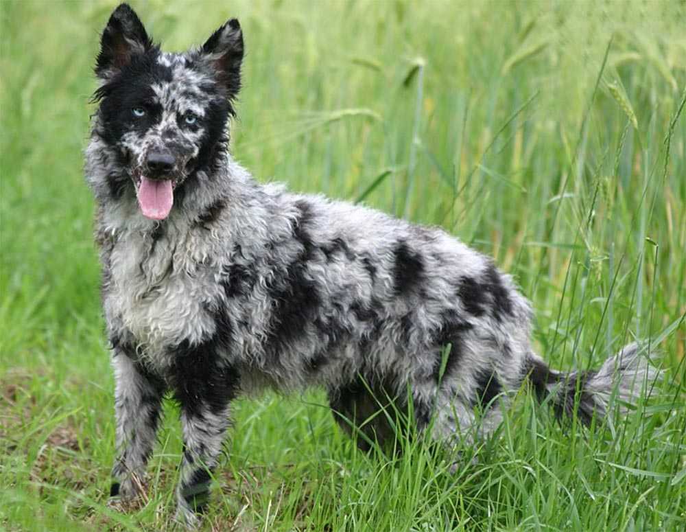 Самые редкие породы собак. редкие породы маленьких собак :: syl.ru