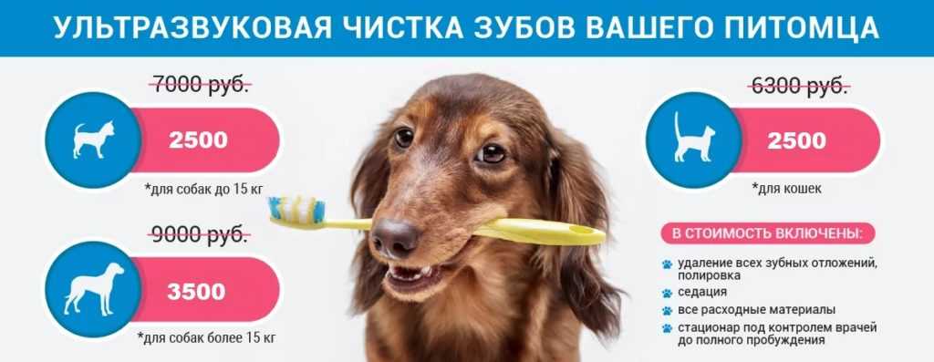 Чистка зубов собакам отзывы. Ультразвуковая чистка зубов собаке. Чистка зубов собаке ультразвуком. Ультразвуковая очистка зубы для собак. Ультразвук для собак чистка.