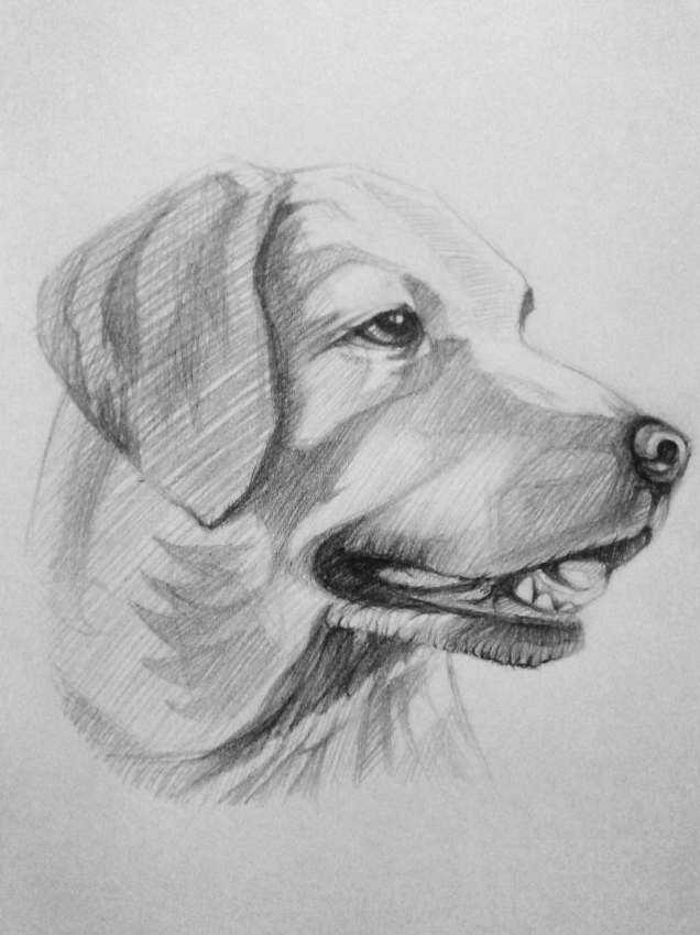 Интересные способы рисования собак популярных пород в разных позах - хвастунишка - медиаплатформа миртесен