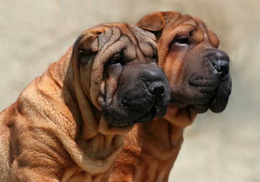 Полная характеристика собак породы Бладхаунд: внешность, характер, дрессировка, здоровье. Видео-обзор и фотографии породы.