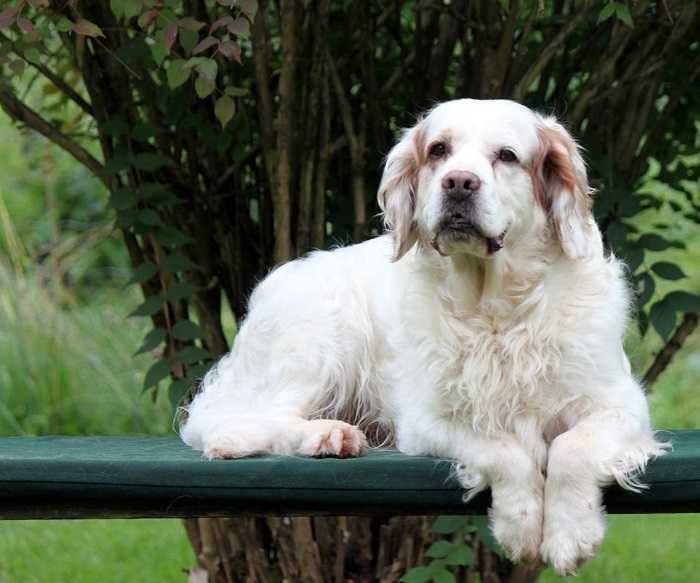 Кламбер спаниель собака. описание, особенности, виды, уход и цена породы. кламбер-спаниель: британец с французскими корнями