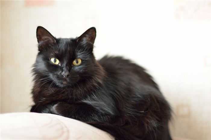 Кот черно шоколадный. Шантильи Тиффани кошка. Йоркская шоколадная кошка. Шантильи Тиффани короткошёрстная. Пород кошек Йоркская шоколадная.