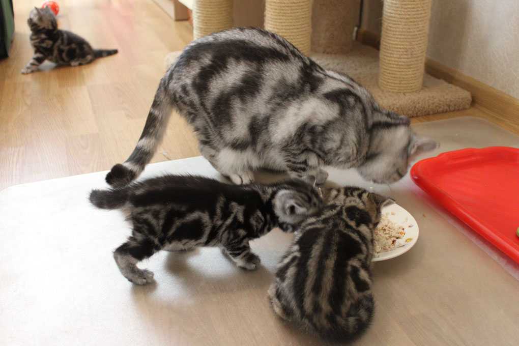 Рацион питания и правила кормления британских кошек