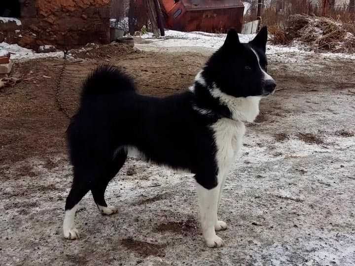 Русско-европейская лайка собака. описание, особенности. уход и цена породы