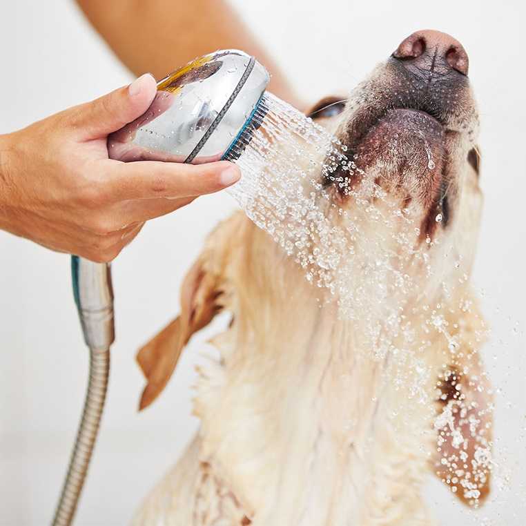 Как купать хаски: как правильно и как часто можно мыть собаку?