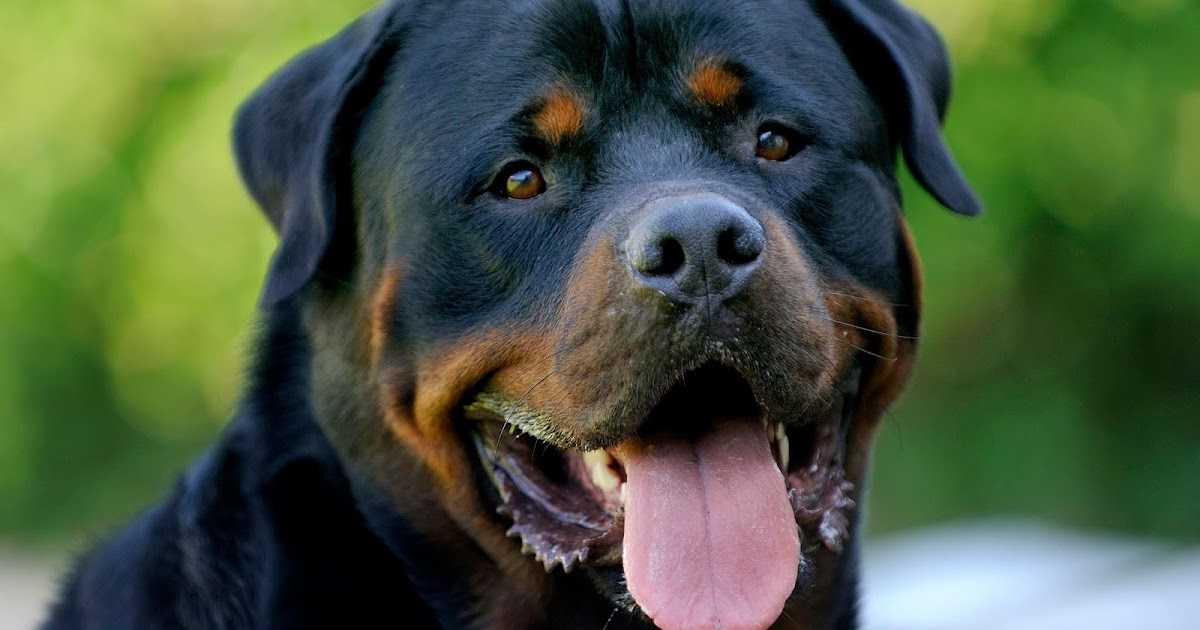 Ротвейлер: характеристика и описание породы собак
ротвейлер: характеристика и описание породы собак