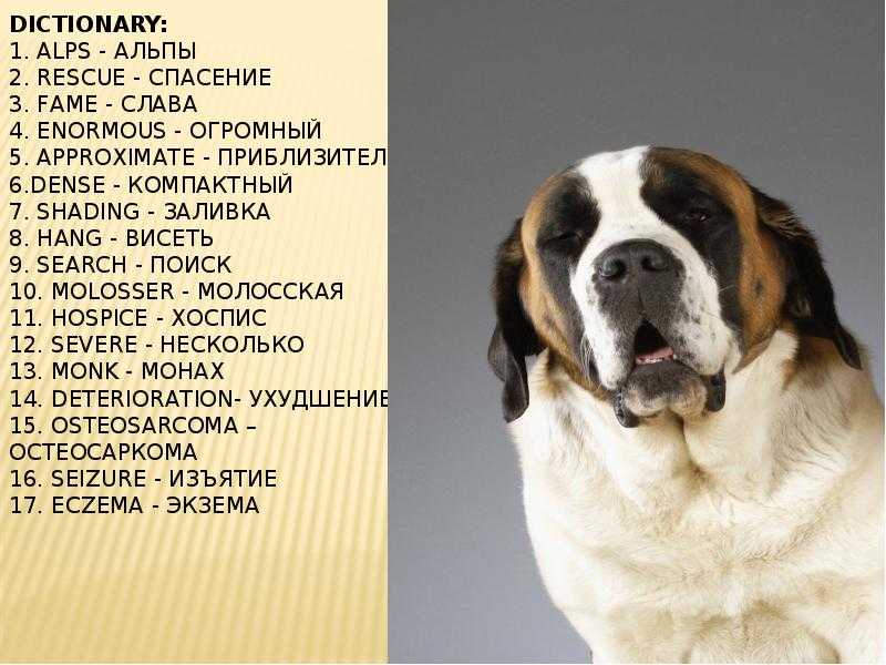 Царство терьеров – английские породы собак с описанием и фото