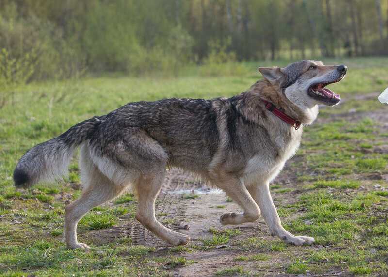 Описание породы собак волчья собака сарлоса (саарлусвольфдоґ) с отзывами владельцев и фото