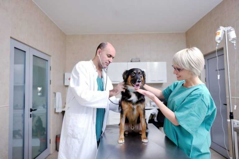 Пневмония у собак: причины, симптомы и лечение воспаления легких