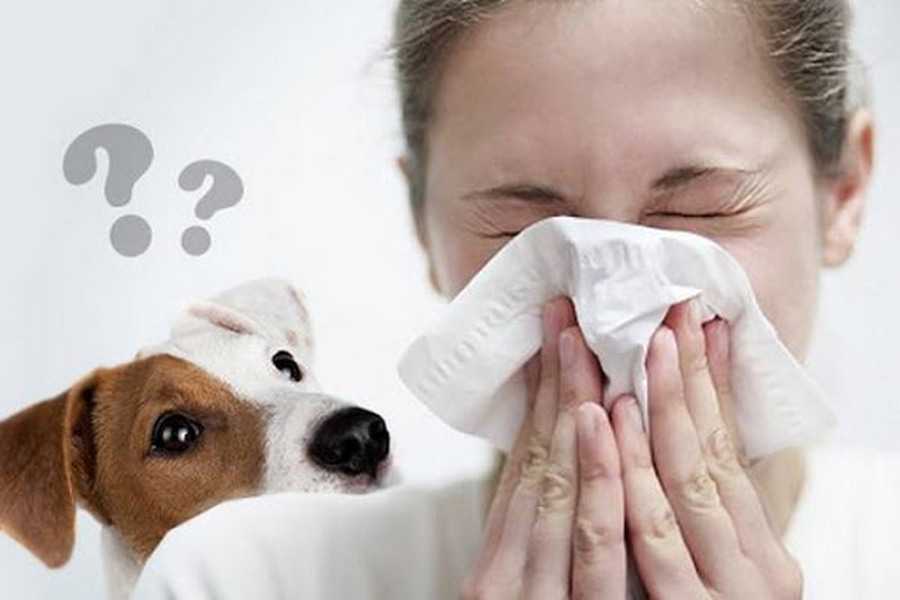 Собаки, которые не вызывают аллергию – топ 20 пород