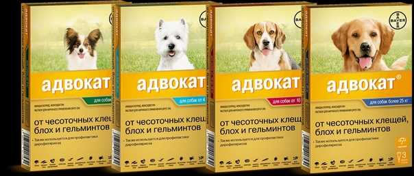 Адвокат / advocate (капли) для собак и кошек | отзывы о применении препаратов для животных от ветеринаров и заводчиков