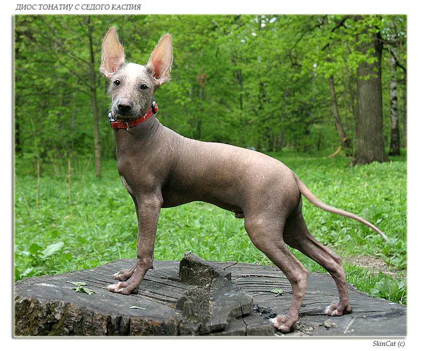 Ксолоитцкуинтли собака. описание, особенности, виды, уход и цена породы