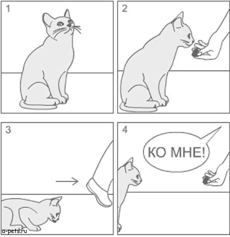 Дрессировка кошек: лучшие способы, техники и приемы по дрессировке кота, и котенка