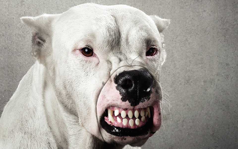 Топ-20 самых злых собак — породы с высокой агрессивностью