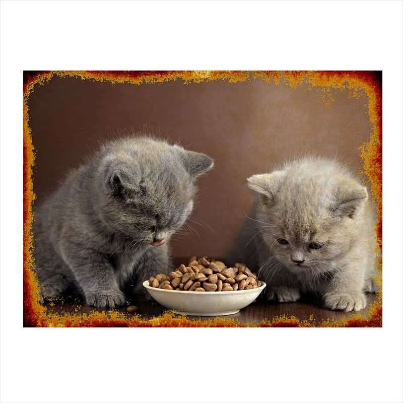 Общие правила кормления британских котят: чем кормить и как часто