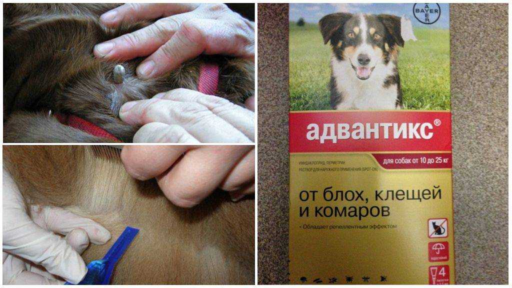 Что делать если собаку укусил клещ: первая помощь, симптомы и опасность