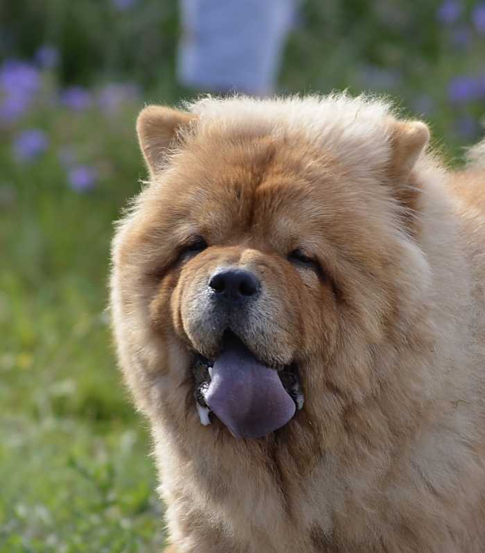 Собака с синим языком: как называется порода